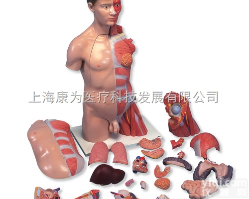 B42  豪华型两性躯干带<em>肌肉</em>臂<em>模型</em>，33部分|德国3B人体<em>解剖</em><em>模型</em>