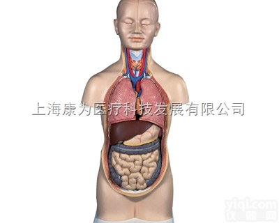 B22  小型躯干模型，12部分|<em>德国3B人体解剖模型</em>