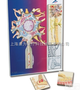 C40/3  <em>神经末梢</em>的神经鞘细胞|德国3B人体解剖模型