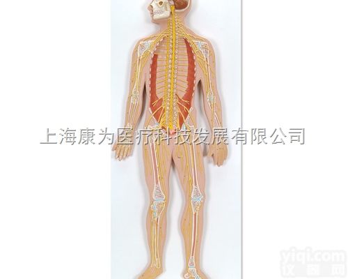 C30  <em>神经系统</em>模型，实物的1/2|德国3B人体<em>解剖</em>模型