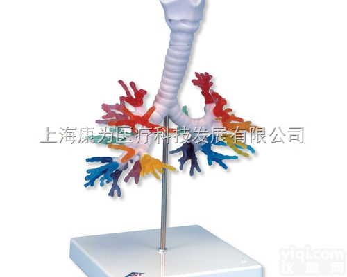 G23  CT<em>支气管</em>带咽喉|德国3B人体<em>解剖</em>模型