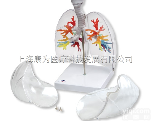 G23/1  CT<em>支气管</em>带咽喉和透明肺叶|德国3B人体<em>解剖</em>模型
