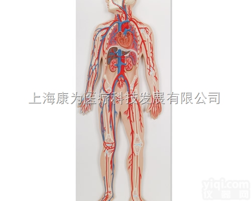 G30  <em>血液</em><em>循环系统</em>模型|德国3B人体解剖模型
