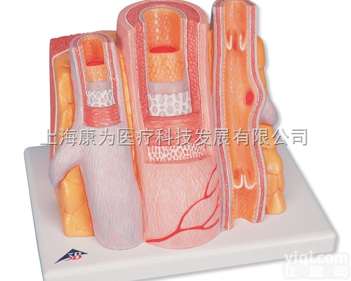 G42  <em>动脉</em>和<em>静脉</em>|德国3B人体<em>解剖</em>模型