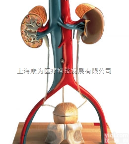 W42510  男性泌尿系统活动架模型|<em>德国3B人体解剖模型</em>