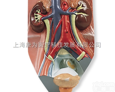 VF325  男性<em>泌尿</em>系统<em>模型</em>，实物的0.75倍|德国3B人体解剖<em>模型</em>