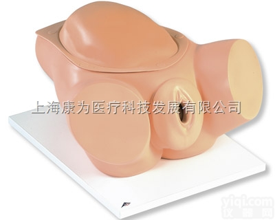 VG395  婴儿出生模拟模型|<em>德国3B人体解剖模型</em>