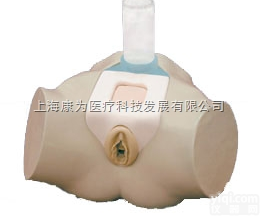 W19352  <em>插管</em>模拟器-供女性尿管和耻骨上膀胱<em>导管</em><em>插管</em>临床研究|德国3B人体解剖模...