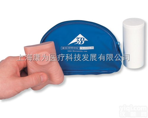 L60  <em>睾丸</em><em>模型</em>|德国3B人体解剖<em>模型</em>