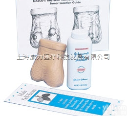 W44112  <em>睾丸</em>自检<em>模型</em>|德国3B人体解剖<em>模型</em>