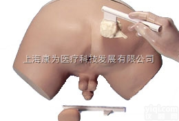 W44014  前列腺检查模拟|<em>德国3B人体解剖模型</em>