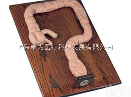 W44013  <em>乙状结肠镜</em>检查模拟|德国3B人体解剖<em>模型</em>