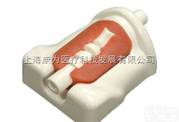 W19365  微型气管<em>切开术</em>模拟器，单个包装|德国3B人体解剖<em>模型</em>