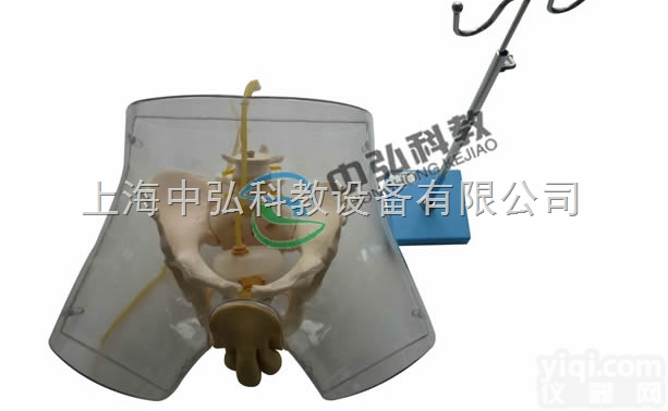 ZH/F1  高级<em>透明</em>男性导尿<em>模型</em>，<em>透明</em>导尿<em>模型</em>，<em>透明</em>男性导尿练习<em>模型</em>