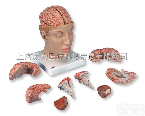C25  豪华型脑<em>模型</em>带颅底<em>动脉</em> 8部分|德国3B人体解剖 <em>模型</em>