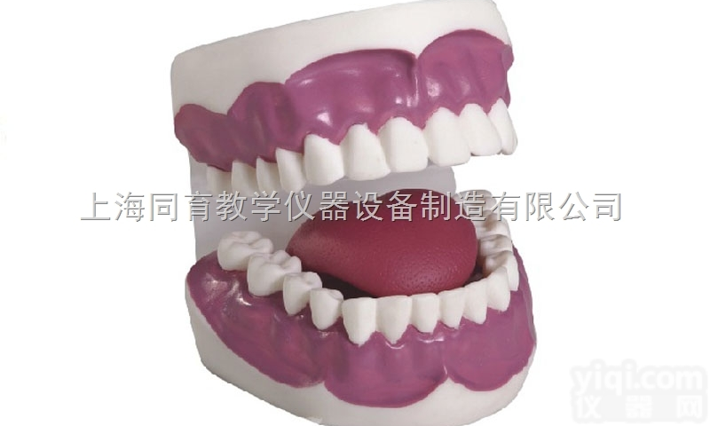 KAT/K2 牙<em>护理</em><em>保健</em>模型（28颗牙，放大3倍）|<em>护理</em>专业技能训练模...