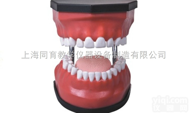 KAT/K3 豪华型牙<em>护理</em><em>保健</em>模型（32颗牙，可脱卸，放大5倍）|<em>护理</em>...