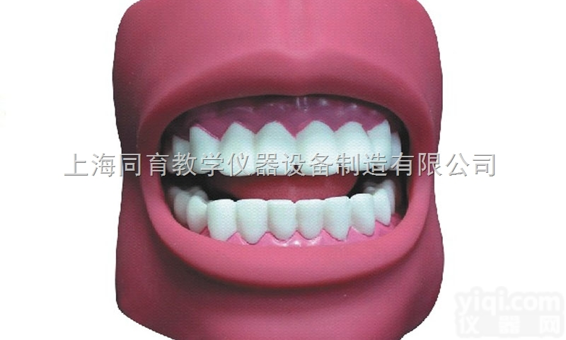 KAT/K4 牙<em>护理</em><em>保健</em>模型（带脸颊，自然大）|<em>护理</em>专业技能训练模型