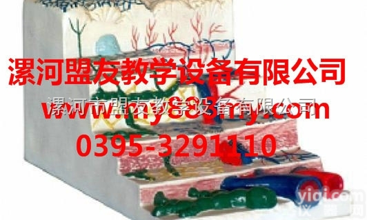 <em>教学模型</em>  <em>教学模型</em>-图为胃壁层次模型