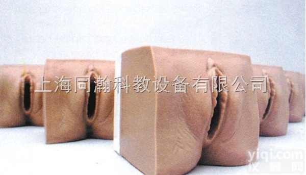 TAH/9A  高级产前<em>宫颈</em>变化与产道关系模型<em>妇婴</em>技能训练模型