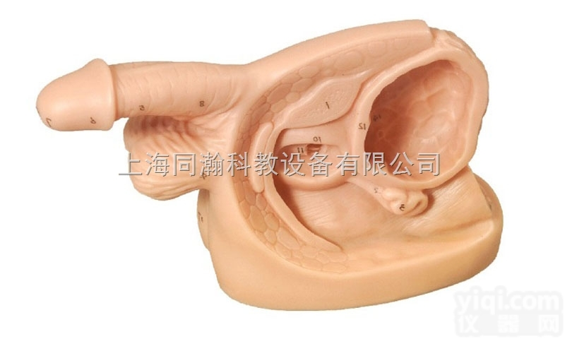 TAH/D5  男性内外<em>生殖器</em>及<em>导尿</em>模块护理专业技能训练<em>模型</em>