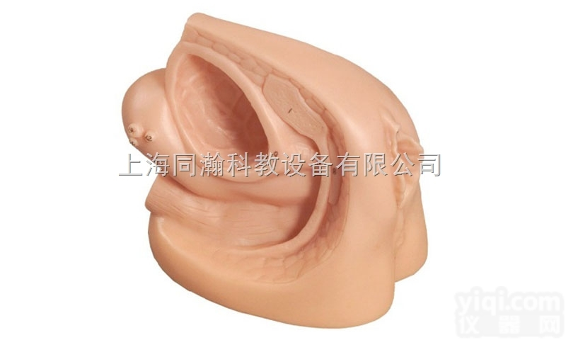 TAH/D6  <em>女性内外生殖器及导尿模型</em>妇婴技能训练模型