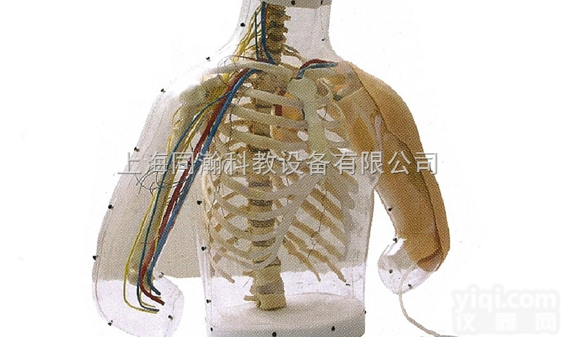 TAH/H30  高级上臂肌肉<em>注射</em>及对比<em>模型</em>（带检测警示系统）护理专业技能训练<em>模型</em>