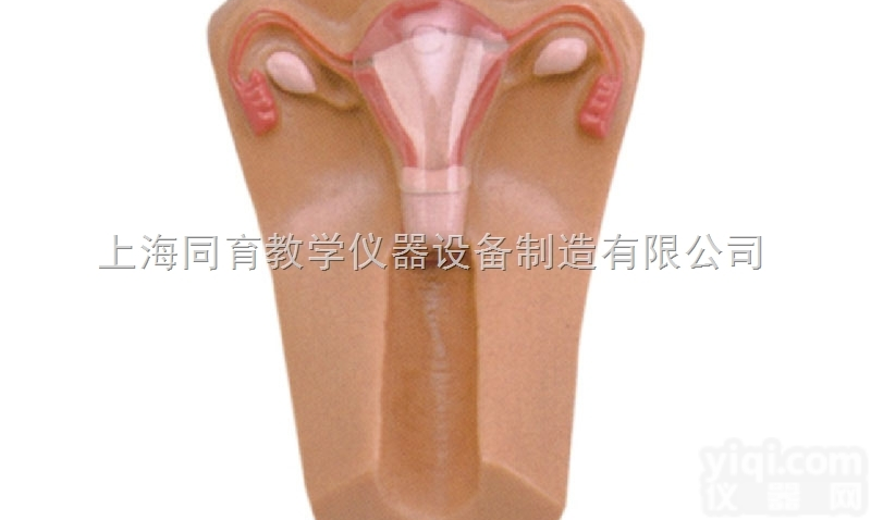 KAT/F5N 女性宫内避孕器及训练模型|<em>妇幼专科技能训练模型</em>