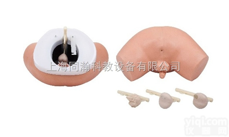 TAH/F2  <em>前列腺检查模型</em>临床医学诊断专科模型