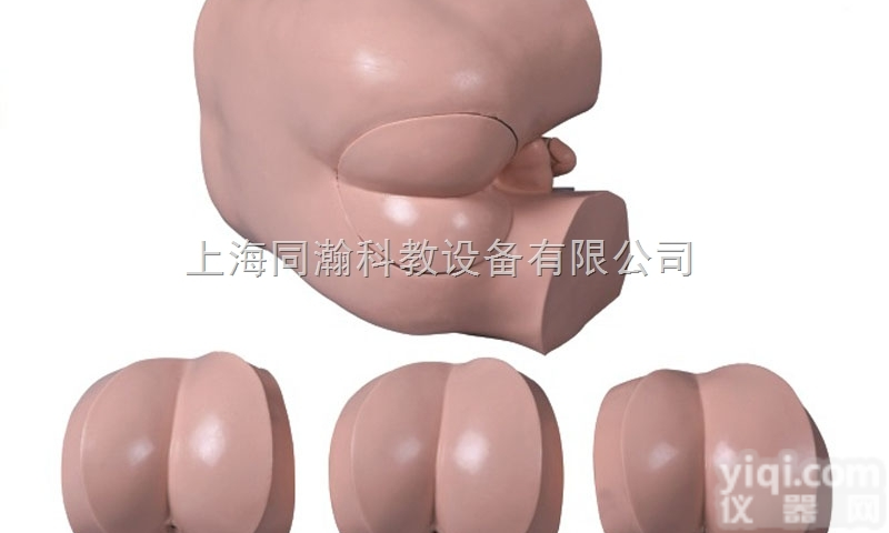 TAH/LV39  高级直肠指诊检查<em>模型</em><em>临床</em>医学<em>诊断</em>专科<em>模型</em>