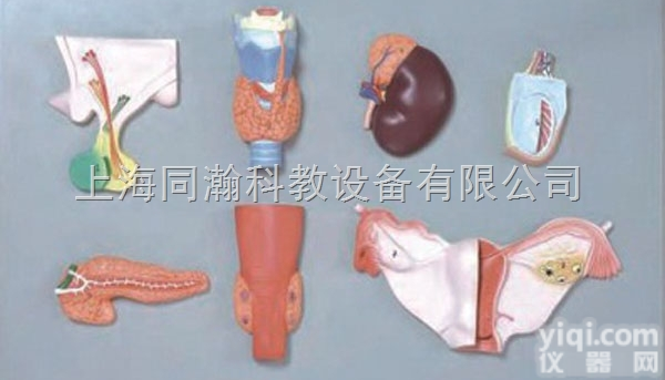 TAH/19002  <em>人体</em>内分泌<em>器官</em>模型<em>人体</em>解剖医学模型