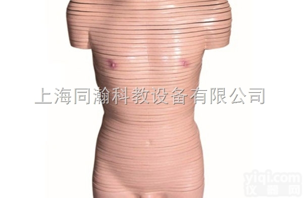 TAH/30002  男性躯干<em>横切面</em>断层<em>解剖</em>模型人体<em>解剖</em>医学模型