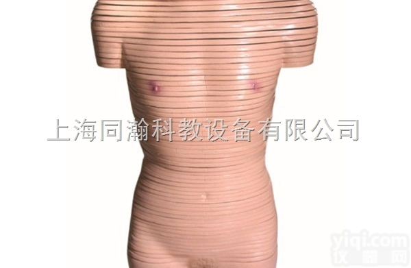 TAH/30003  女性躯干<em>横切面</em>断层<em>解剖</em>模型人体<em>解剖</em>医学模型