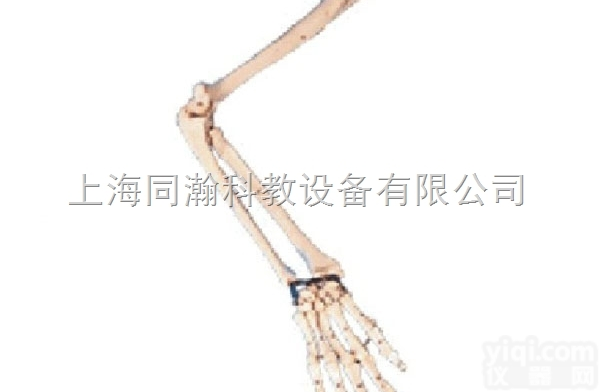 TAH/11124  <em>手臂</em>骨<em>模型</em>人体解剖医学<em>模型</em>