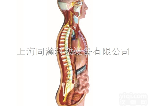 TAH/18110  交感（自主）<em>神经系统</em>模型人体<em>解剖</em>医学模型