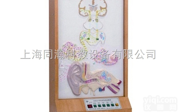 TAH/18218  听觉传<em>导电</em>动模型<em>人体</em>解剖医学模型