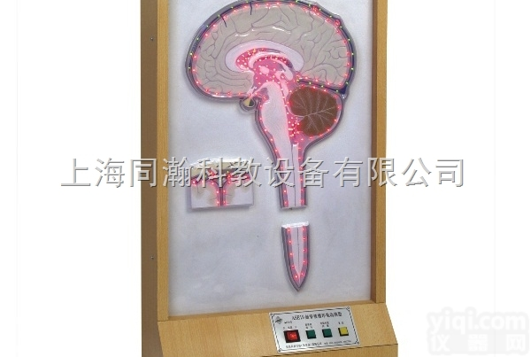 TAH/18221  <em>电动</em><em>脑脊液</em>循环<em>模型</em>人体解剖医学<em>模型</em>