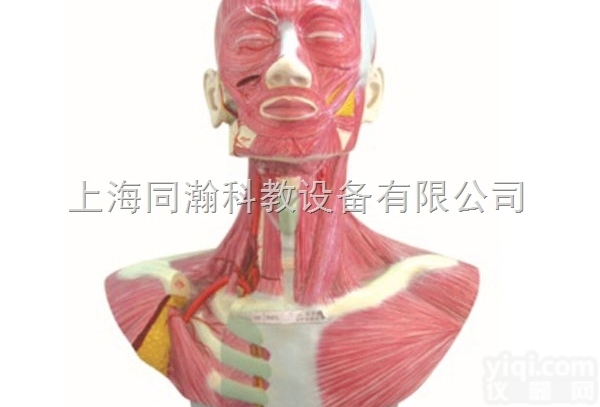 TAH/18228  头、面、颈部<em>解剖</em>和颈外<em>动脉</em>配布模型人体<em>解剖</em>医学模型