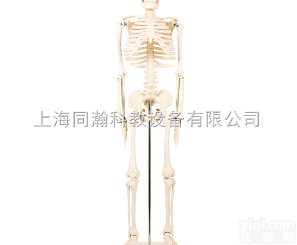 TAH/11101-3  全身<em>骨骼</em>85cm<em>模型</em>人体解剖医学<em>模型</em>