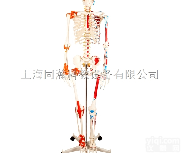 TAH/<em>11102</em>-1  全身骨骼半边肌肉<em>着色</em>附<em>韧带</em>模型人体解剖医学模型