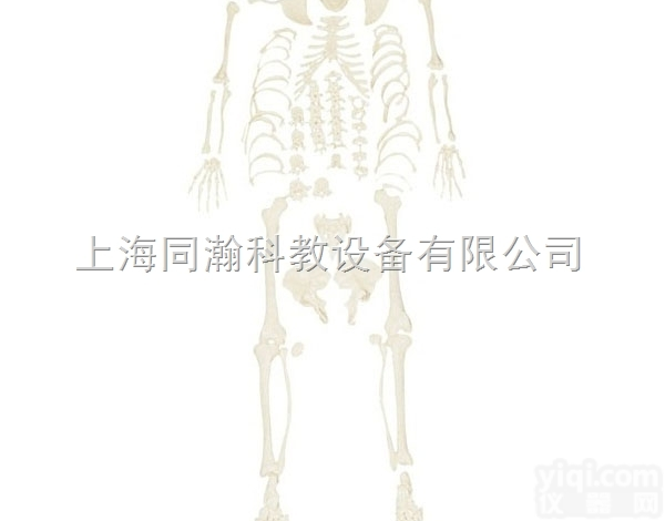 TAH/11103  <em>人体</em><em>骨骼</em>散骨<em>模型</em>（游离骨）<em>人体</em>解剖医学<em>模型</em>