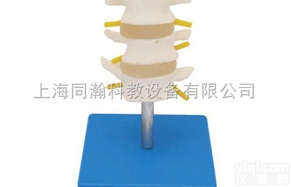 TAH/11109-2  人体解剖医学<em>模型</em>正常<em>腰椎</em>组合（三节）