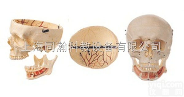 TAH/11112  人体解剖医学<em>模型</em>成人头<em>颅骨</em>附神经<em>模型</em>