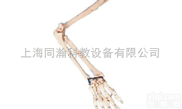 TAH/<em>11124</em>  人体解剖医学<em>模型</em><em>手臂</em><em>模型</em>