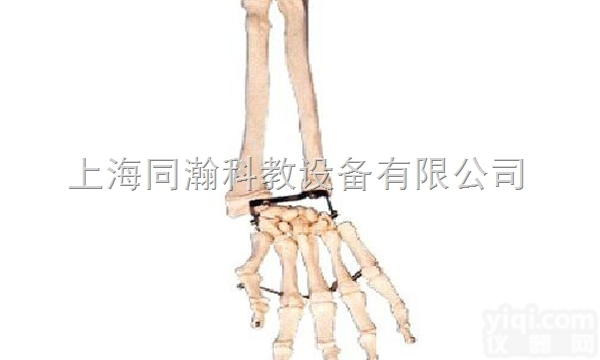 TAH/11125  手臂骨带<em>尺骨</em>及<em>桡骨</em>模型人体解剖医学模型