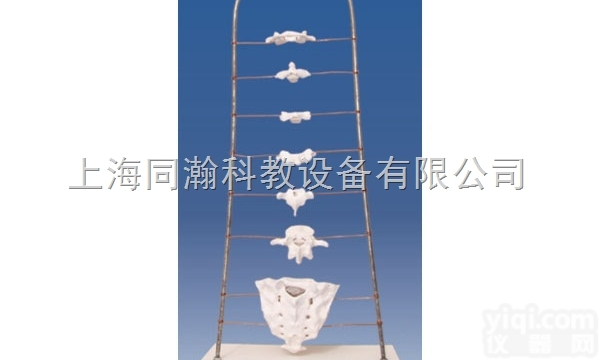 TAH/11135  人体解剖医学<em>模型</em>各位<em>椎骨</em>形态特征<em>模型</em>