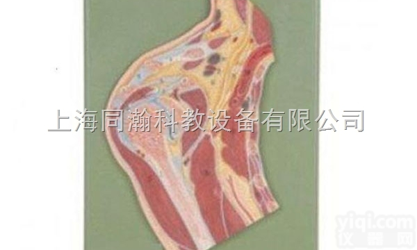 TAH/11202  人体解剖医学<em>模型</em><em>肩关节</em>剖面<em>模型</em>