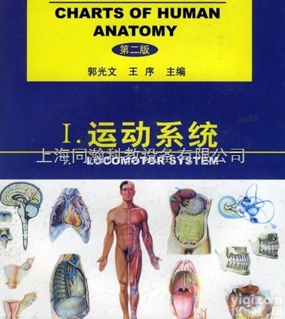 封塑纸  医学彩色教学<em>挂图</em>软件人体<em>解剖</em><em>挂图</em>-运动系统