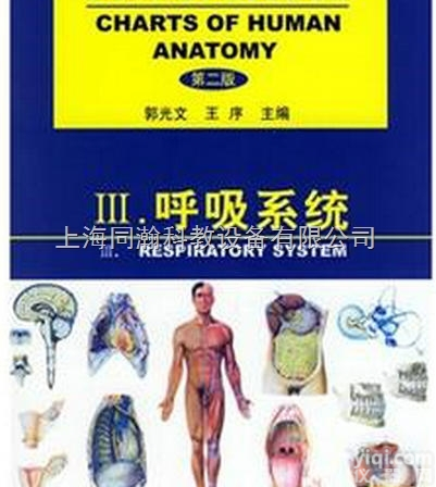 封塑纸  医学彩色教学<em>挂图</em>软件人体<em>解剖</em><em>挂图</em>-呼吸系统