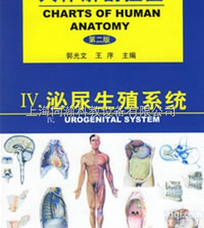 封塑纸  医学彩色教学<em>挂图</em>软件人体<em>解剖</em><em>挂图</em>-泌尿生殖系统